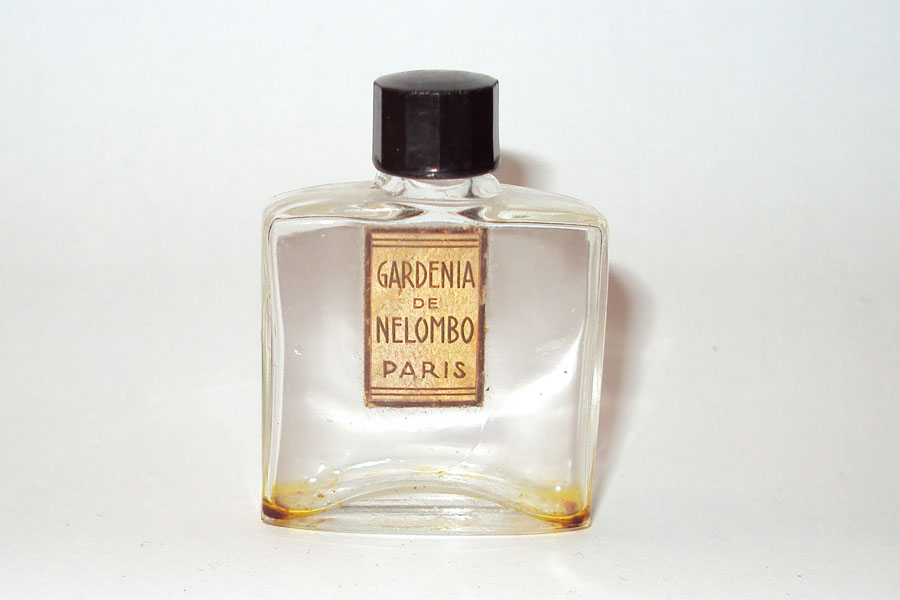 Miniature Gardenia de Nelombo Hauteur 4.3 cm 